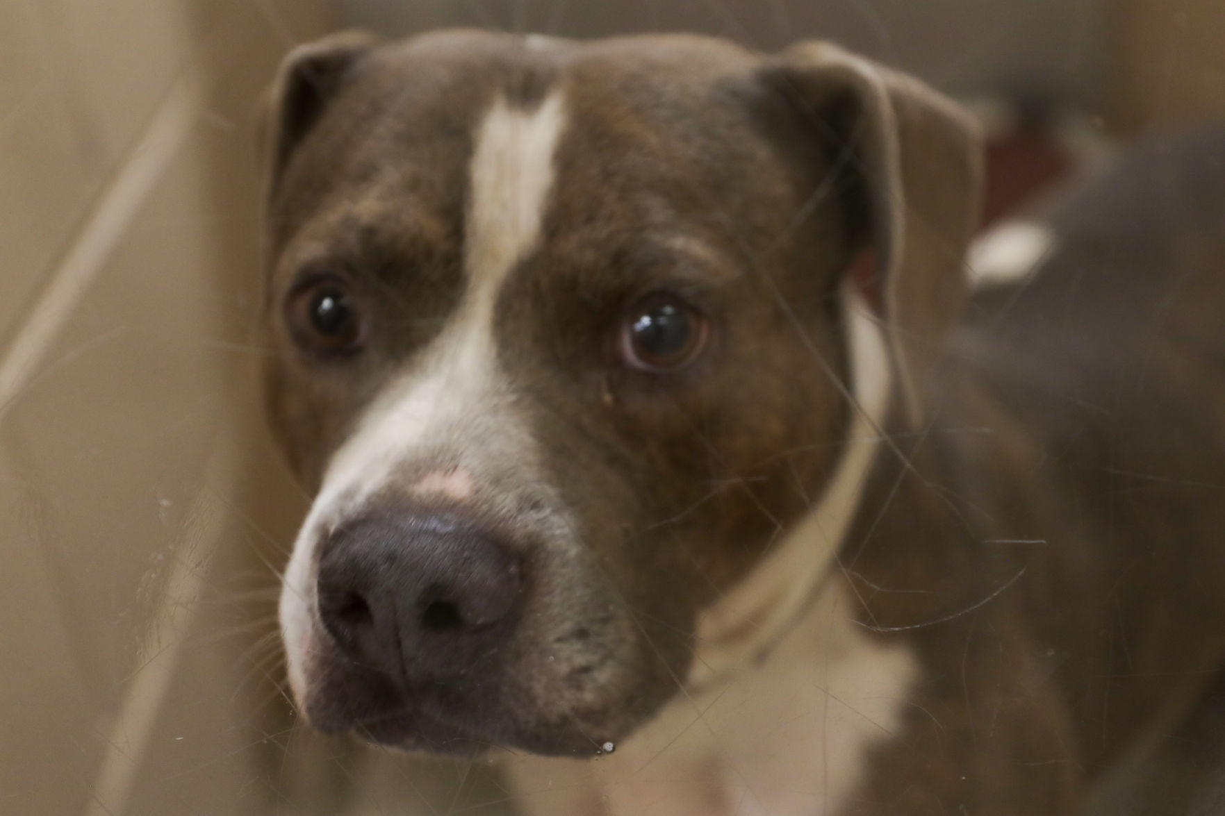 Lee County Humane Society pets for adoption